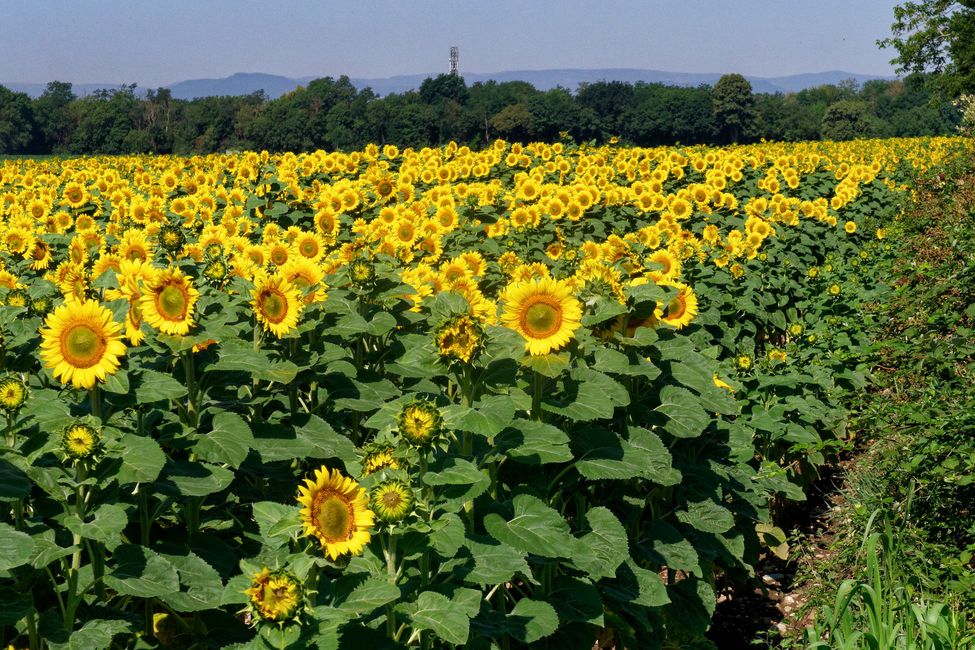 Girasoli a perdita d'occhio