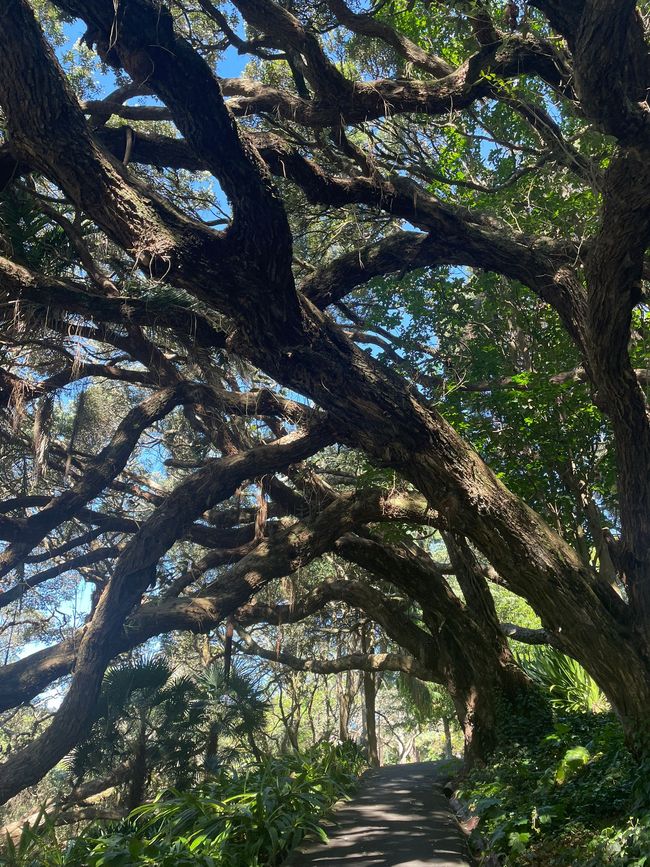 Bäume - Kind war in Auckland joggen und hat Bäume gesehen, TOLL!