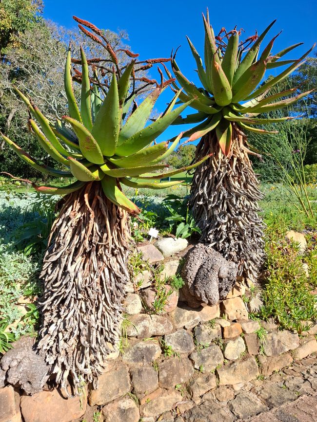Jardins botaniques