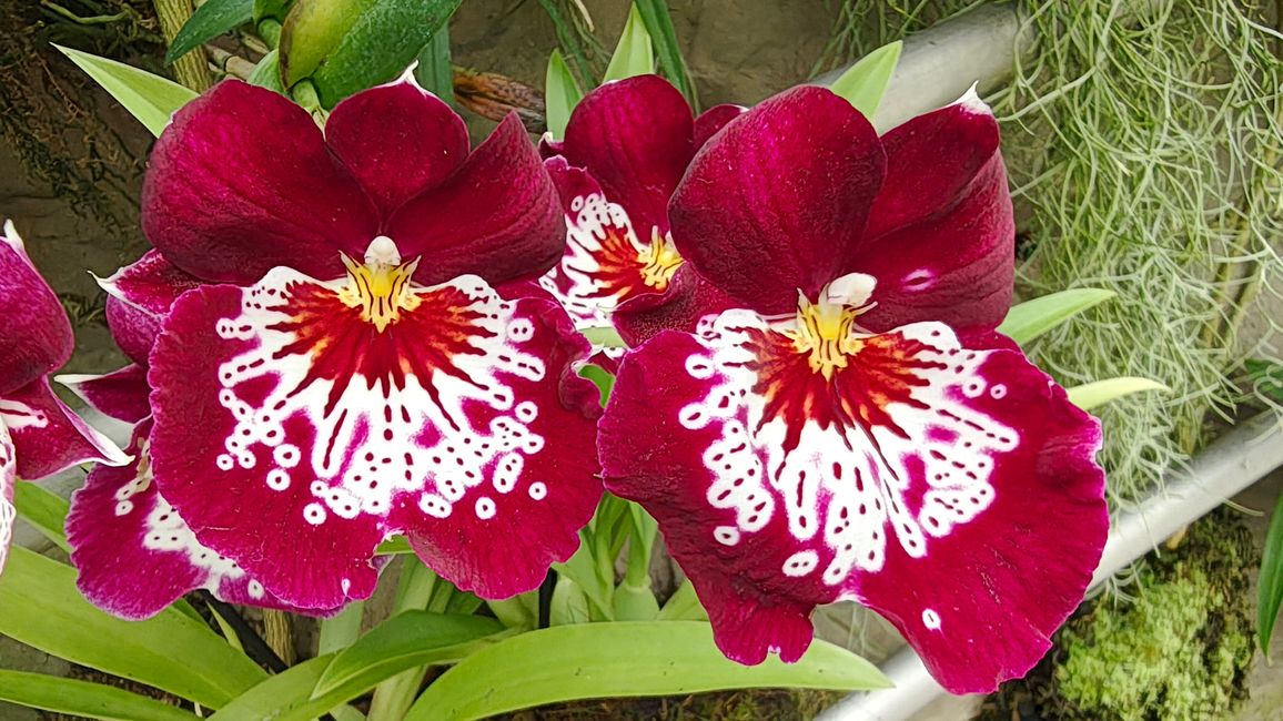 Gesichter von Orchideen