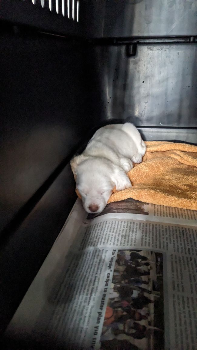 Perché i cani sono migliori degli esseri umani