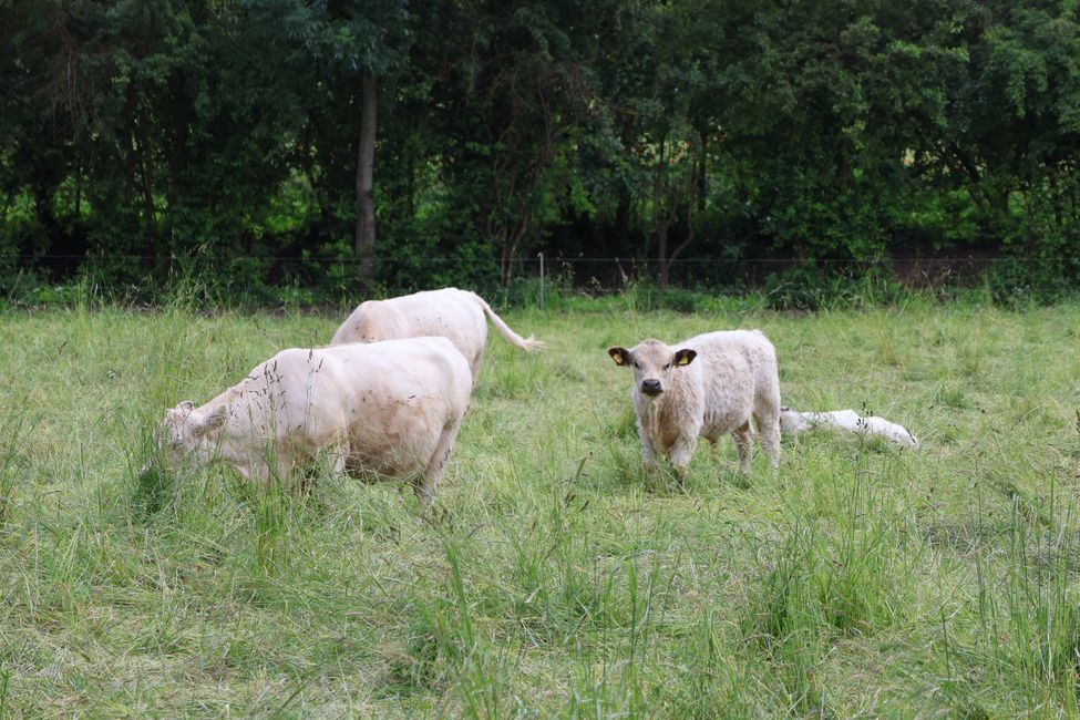 White Galloway cattle