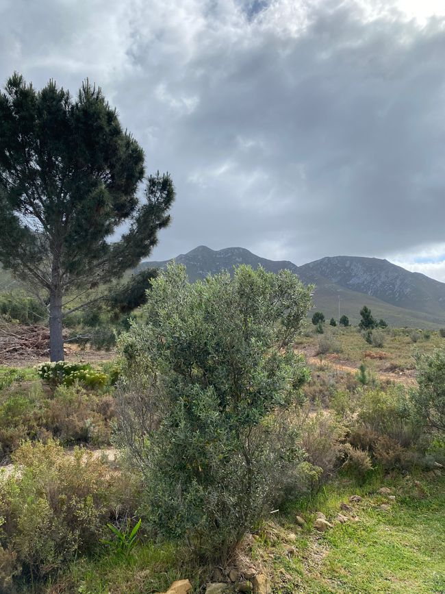 Nächster Stop AfriCamps