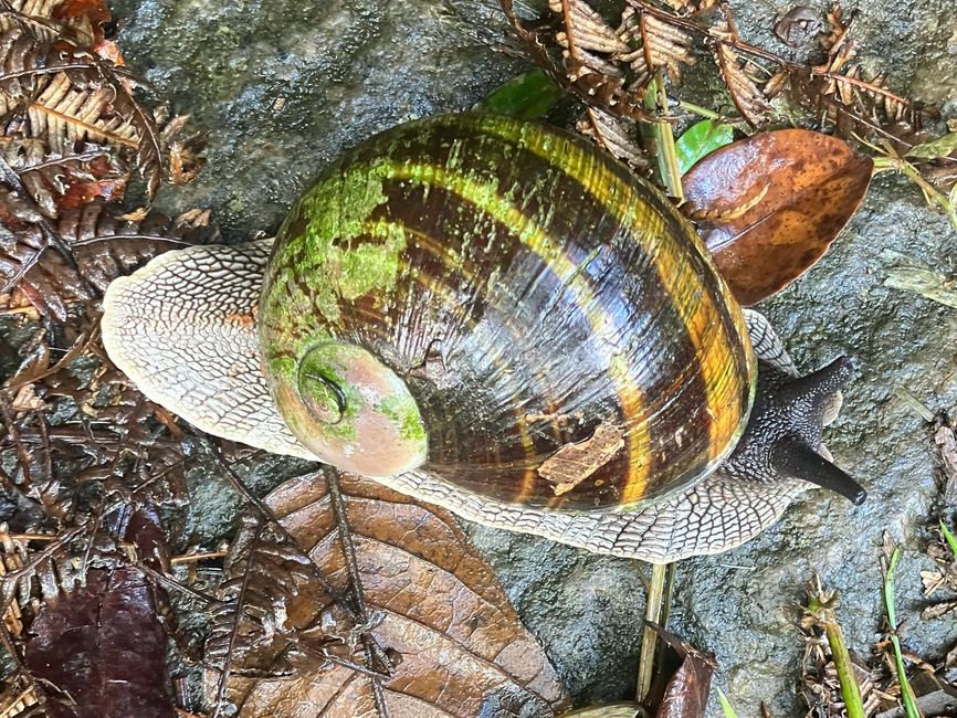 Maravilla de la naturaleza - Parque Nacional Andasibe