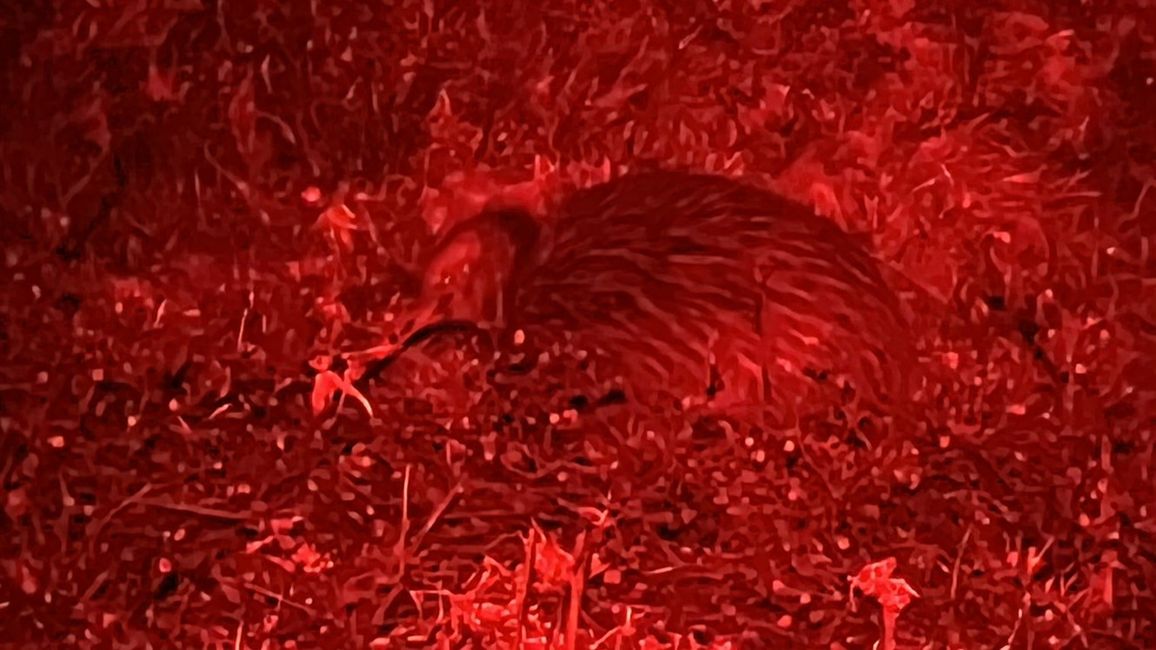 Kiwi (North Island Brown Kiwi)