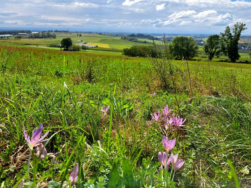 Schoenenbourg