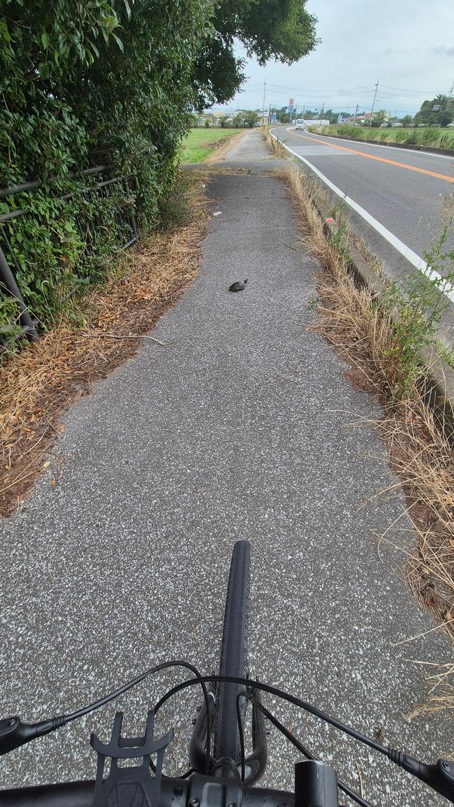 Radtour Lake Biwa Ostseite