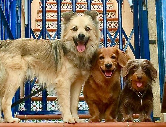 Auf dem Treppenabsatz entstand dieses Foto: Pipo, Berry und Emmi.