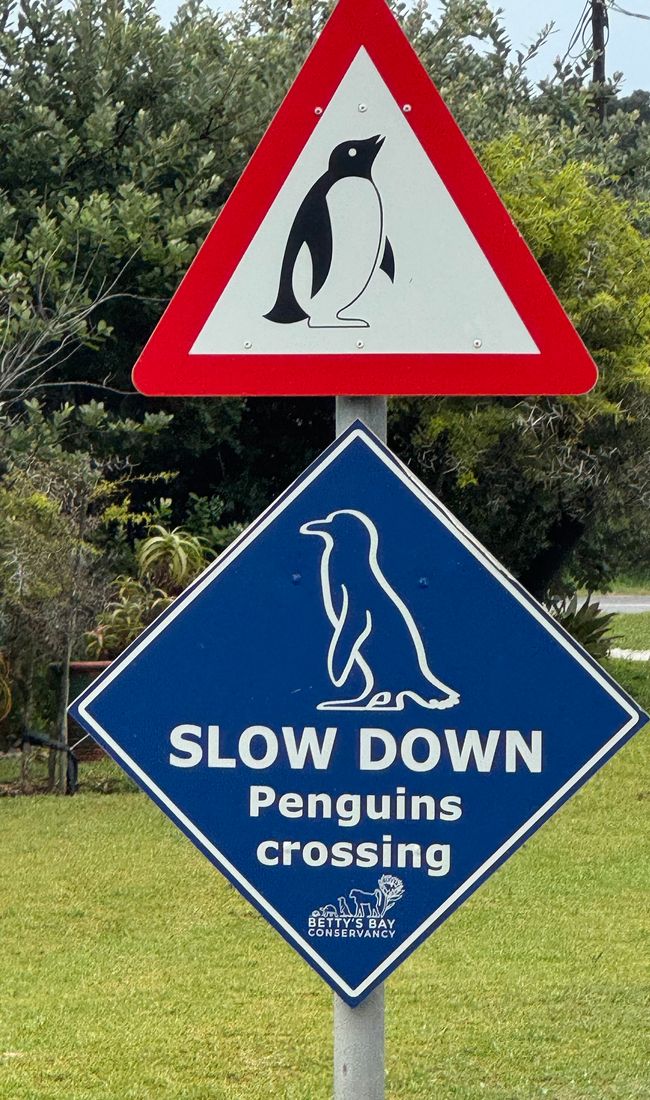 South Africa🇿🇦Week 6