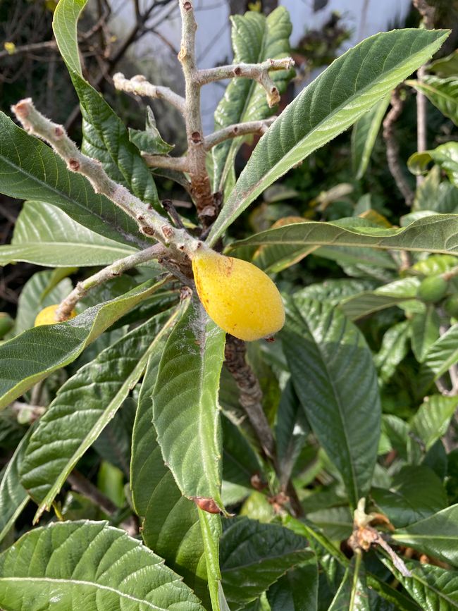 Eine fast reife Japanische Woll-Mispel