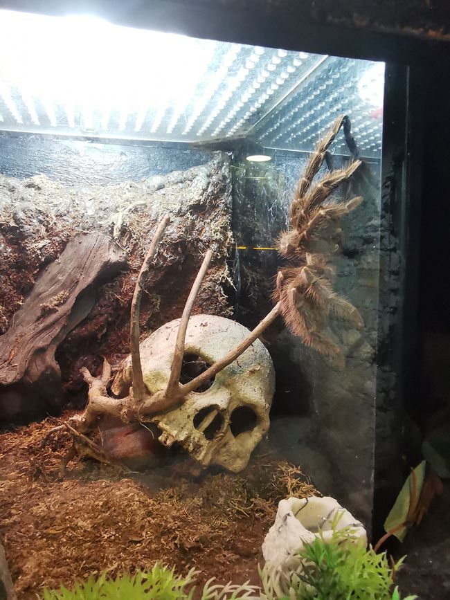 ... partie terrarium ...