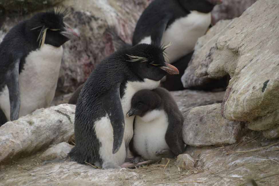 Felsenpinguine / Rockhopper penguins