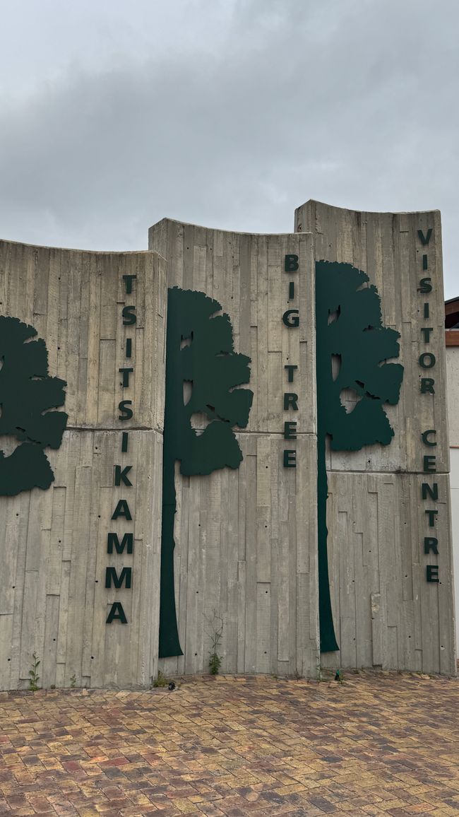 Big Trees nel Parco Nazionale di Tsitsikamma