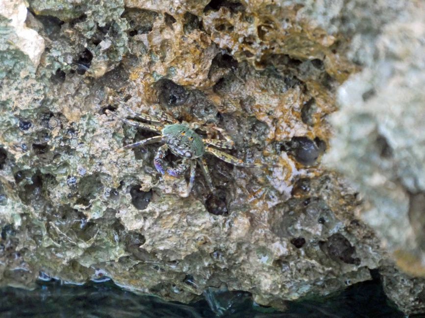 Misool, Nuova Guinea occidentale, Indonesia, escursione in Zodiac