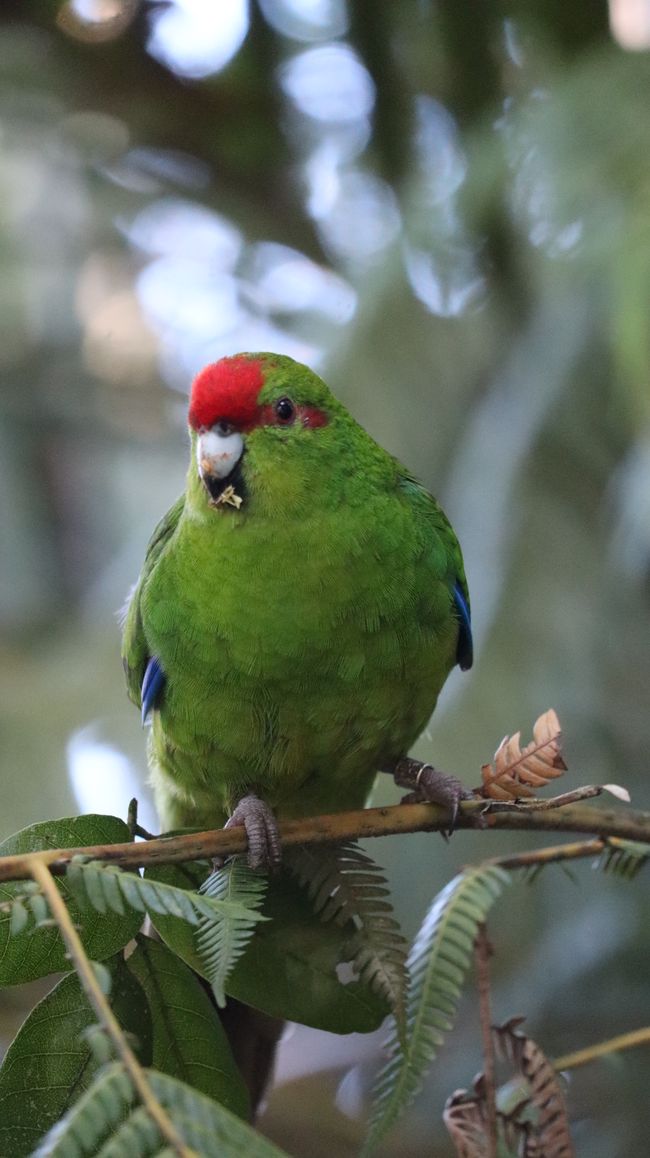 Kathariki - eine neuseeländische Wellensittich-Art