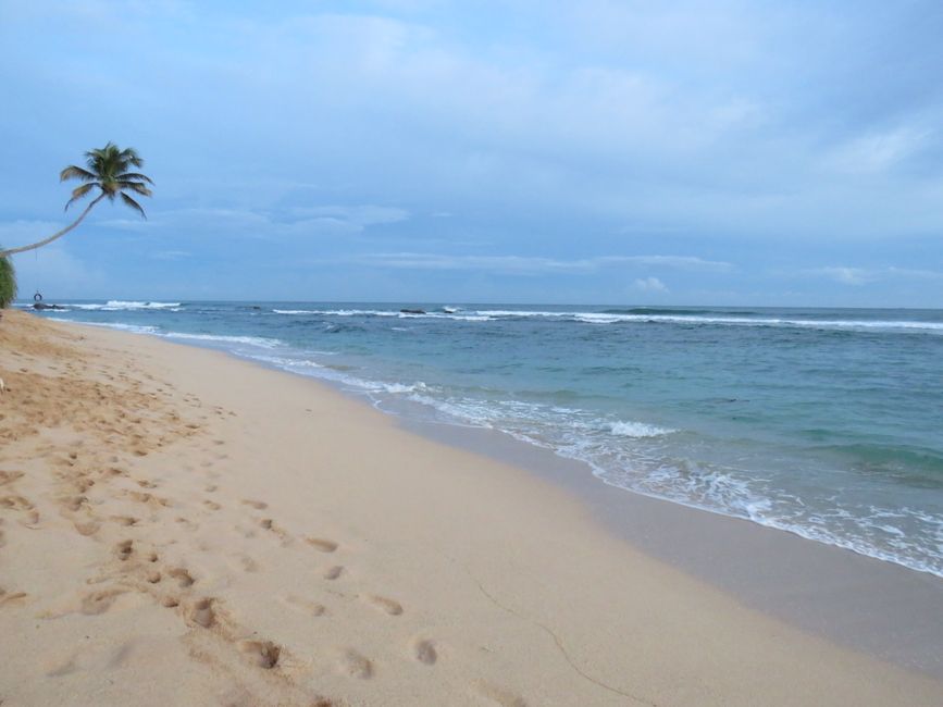Matara - Mauvais temps, pas de baleines, mais des Salties (crocodiles d'eau salée)