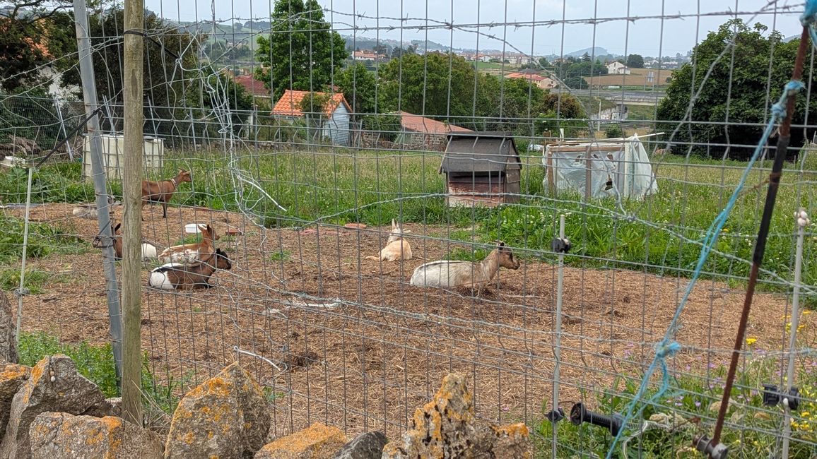 7. Etappe Camino del Norte von Somo nach Boo de Piélagos