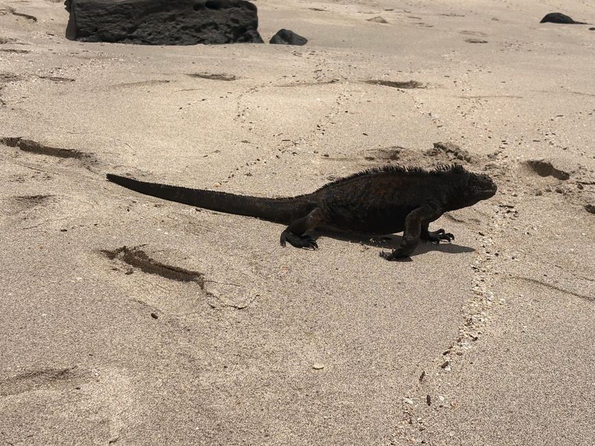 Unser erster Iguana schlappt gaaanz entpannt direkt an uns vorbei, um ins Wasser zu gelangen