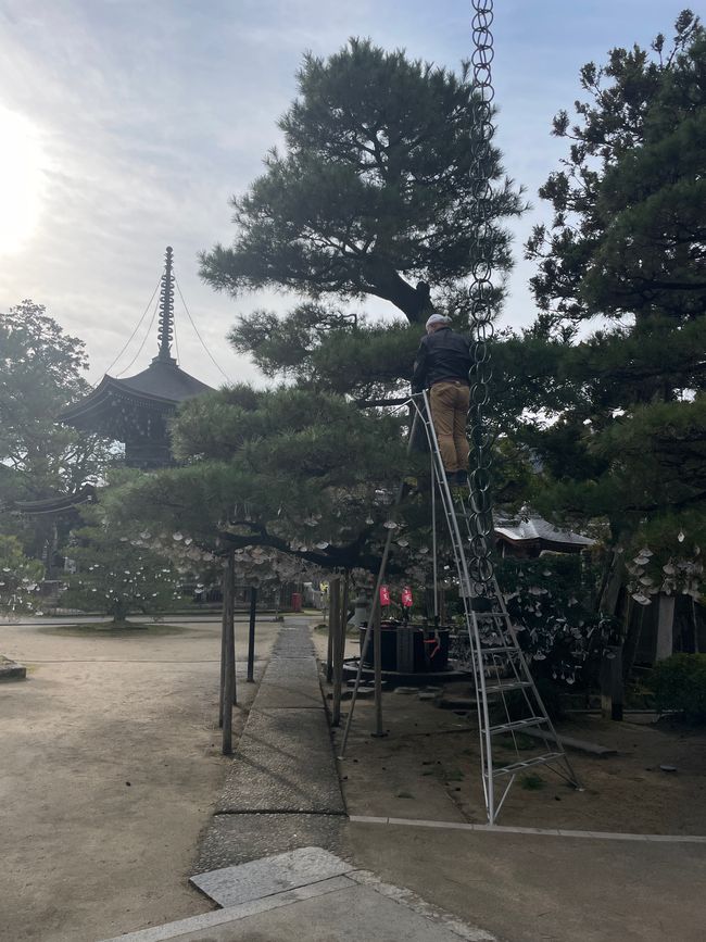 Jährlicher Baumschnitt