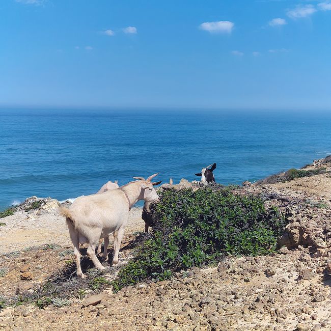 Zambujeira do Mar -> Almograve