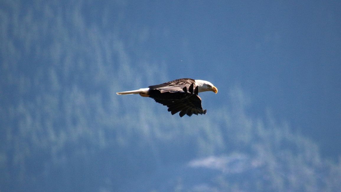 Tag 27: Bärenshow & fantastische Bergwelten - zurück nach Yukon/Kanada