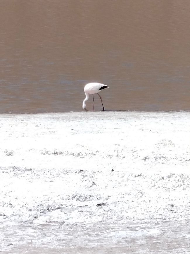 San Pedro de Atacama (Parte 2)