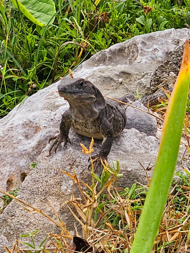 Tulum, Coba and Cenote