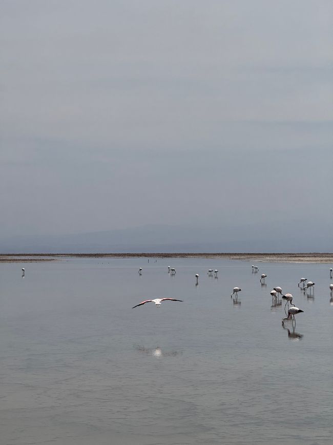 Laguna Chaxa