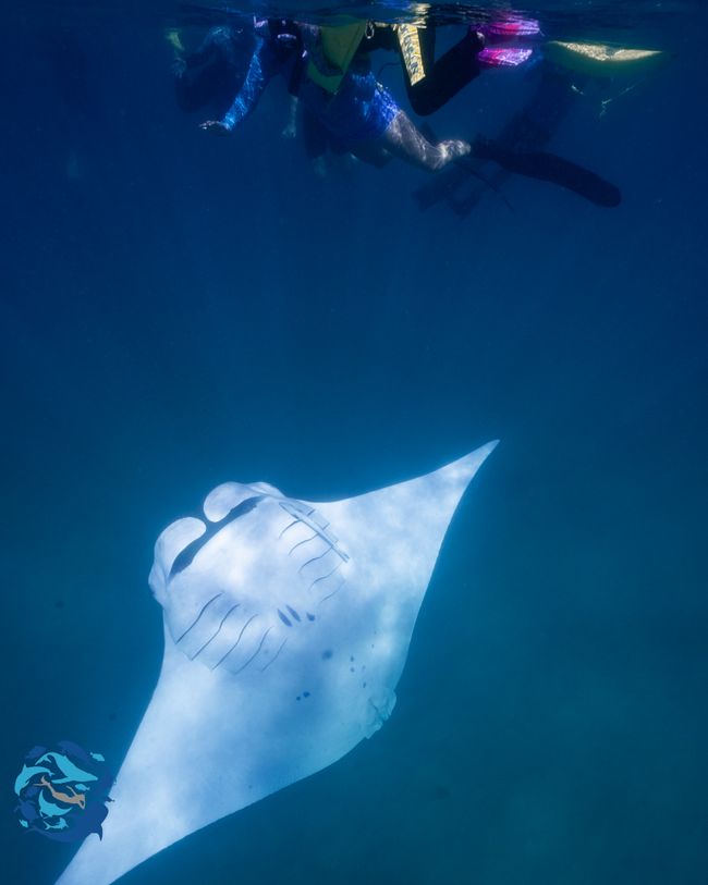 Snorkeling