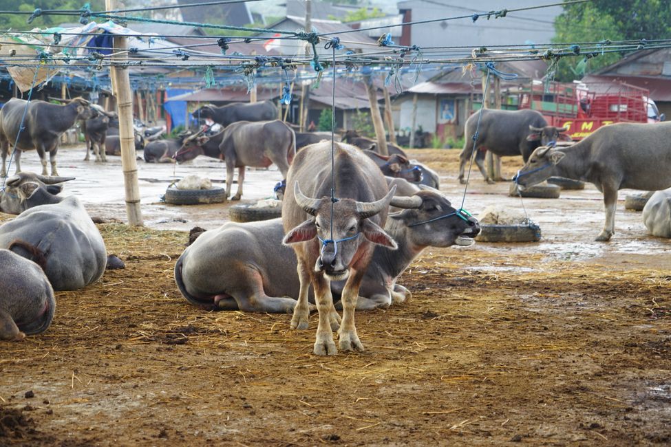 Tana Toraja