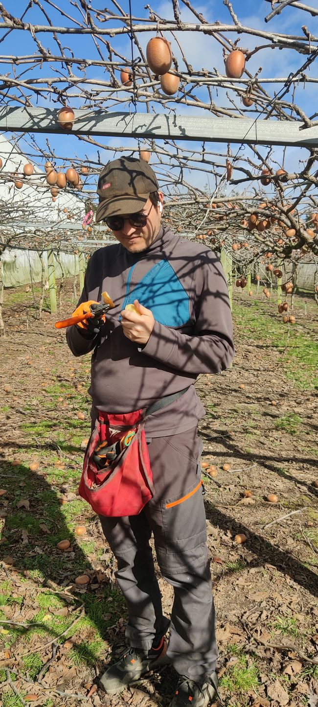 Julian schält fachmännisch mit der Schere eine Kiwi