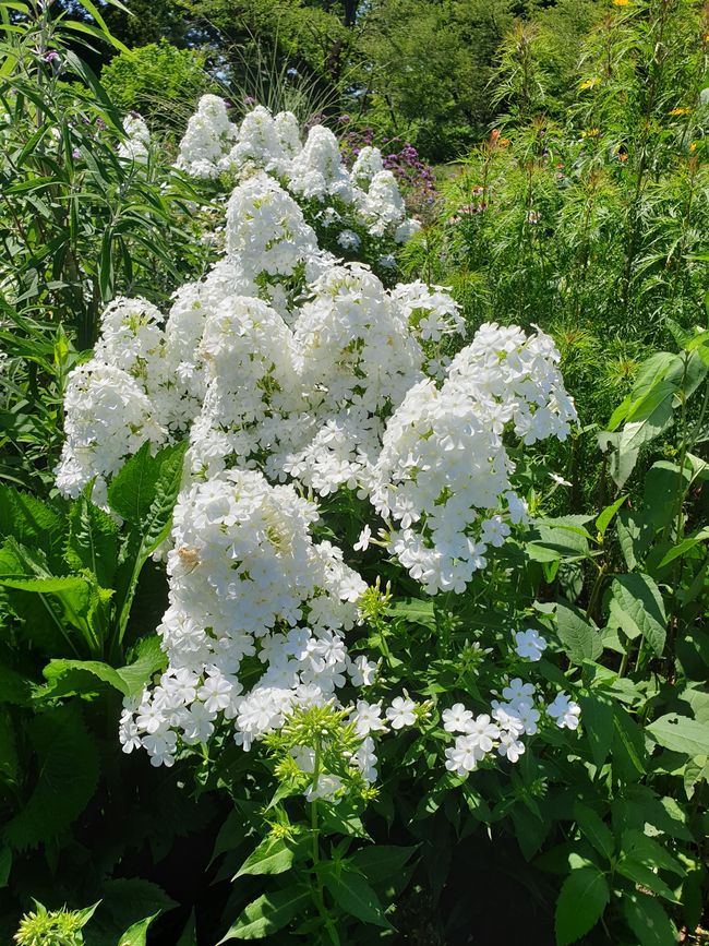 Weiße Blumen