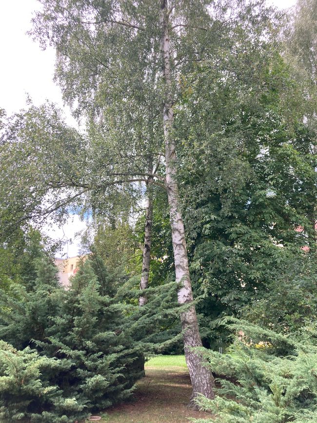 Den Baum hat meine Omi Gerda gepflanzt gehabt 