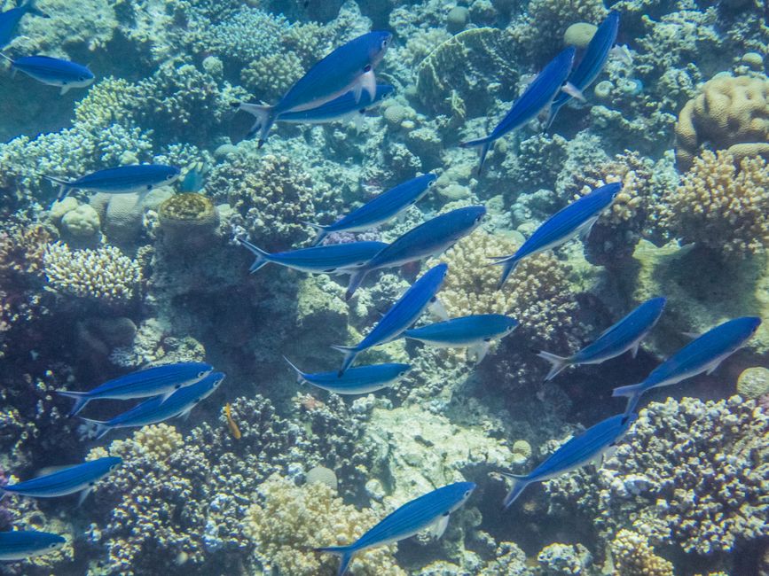 Poisson-fusilier bleu ciel