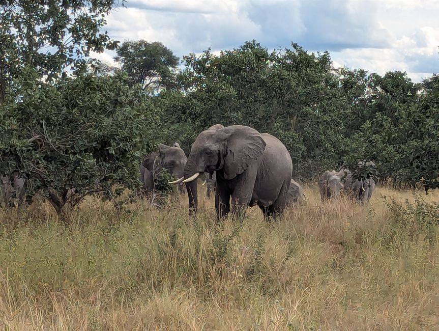 Safari dans le Buffalo Park