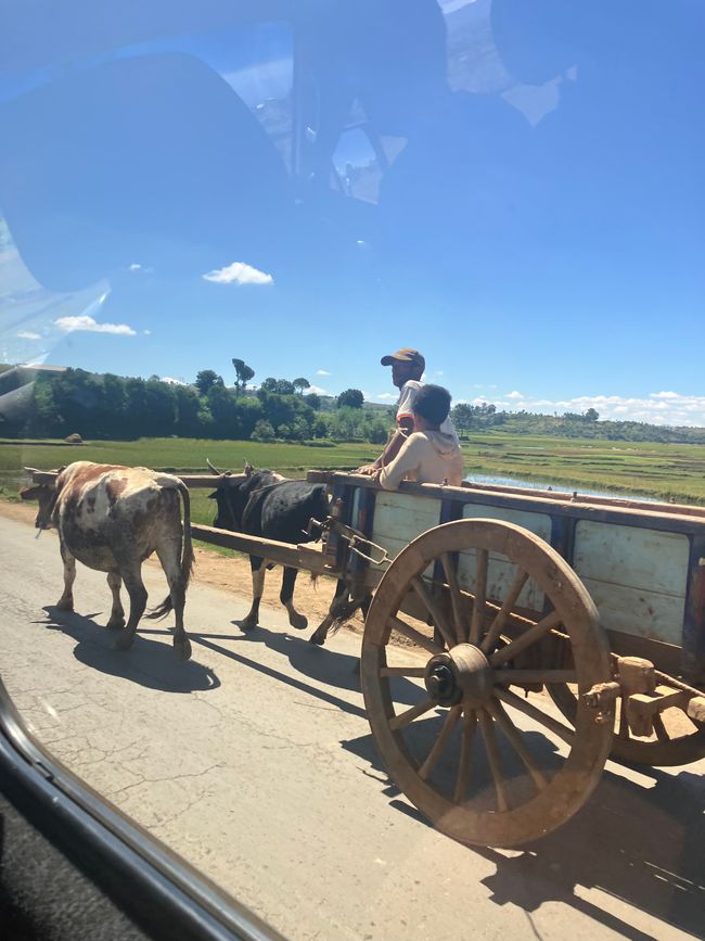 Maravilla de la naturaleza - Parque Nacional Andasibe