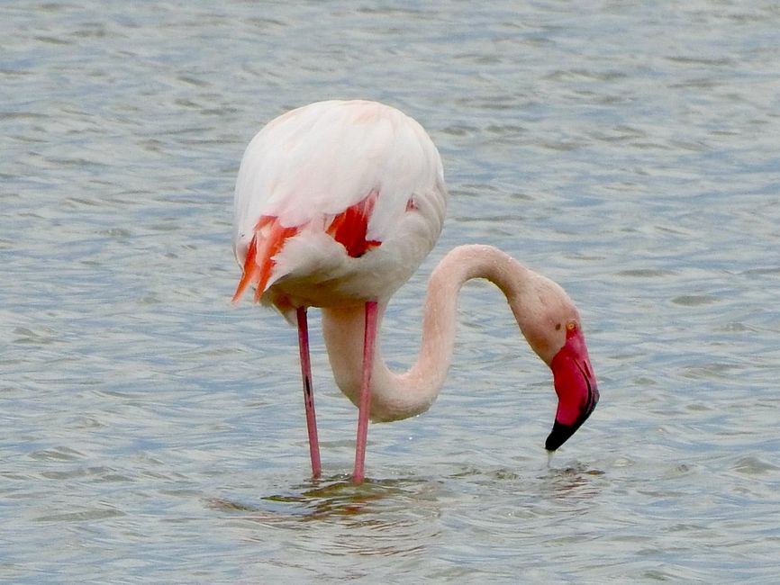 A few impressions of the flamingos...