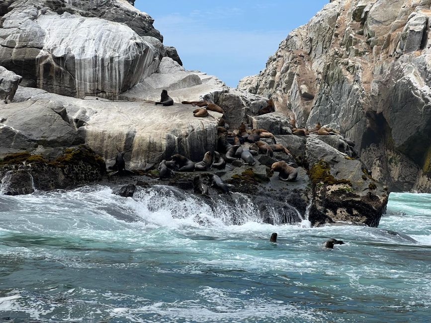 Schwimmen mit Seelöwen in Callao