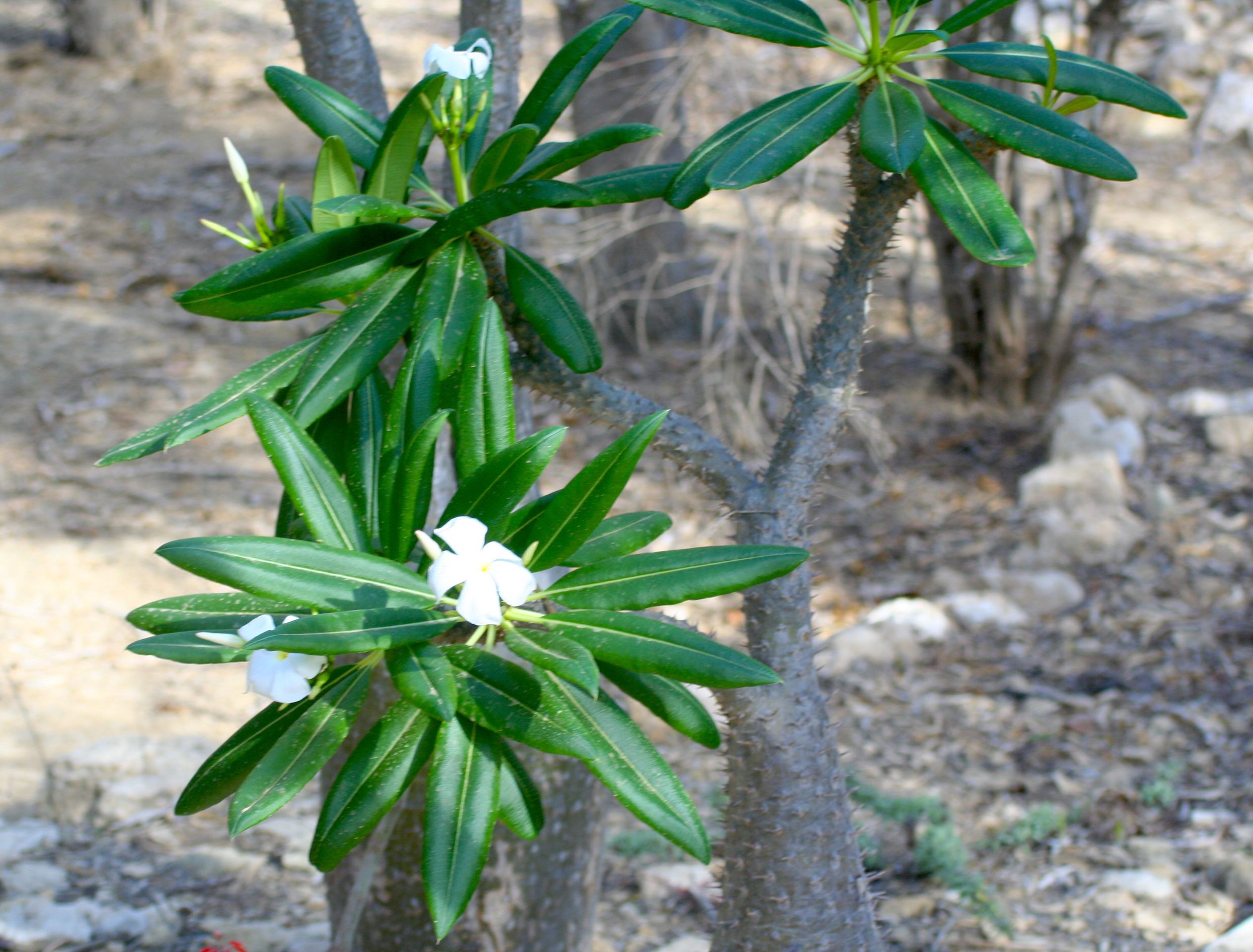 Frangipani, it smells heavenly.