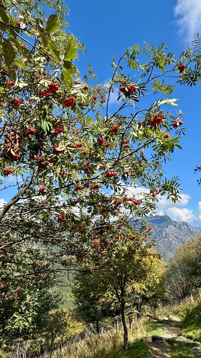 Natur keine Haggebutten