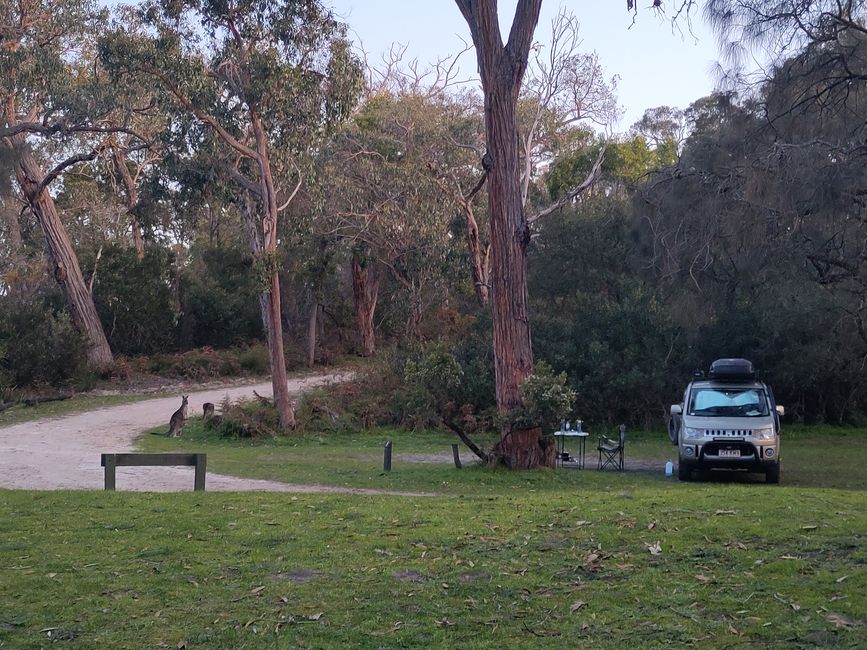 Kangaroo visit at the campsite