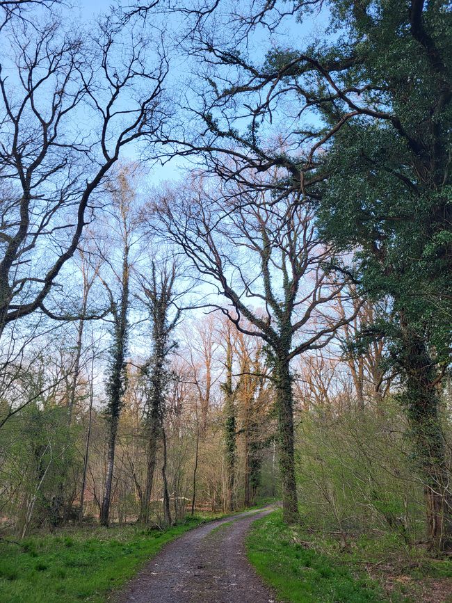 Waldspaziergang