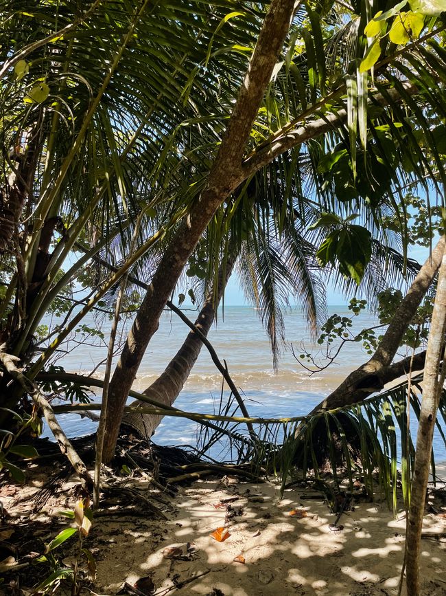 Puerto Viejo de Talamanca 🦥