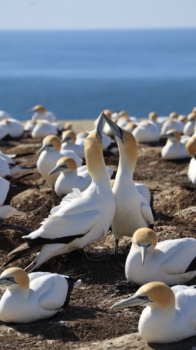 Speziell ist auch ihr Begrüßungsritual, bei dem sie ihre Schnäbel aneinander reiben und ihre Köpfe synchron wiegen