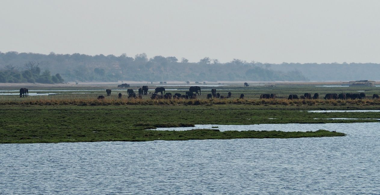 Botswana-comer y ser comido