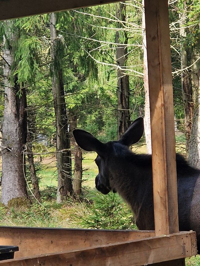 Svezia 6° giorno - Safari degli alci, acquisto di un caricabatterie e campeggio speciale