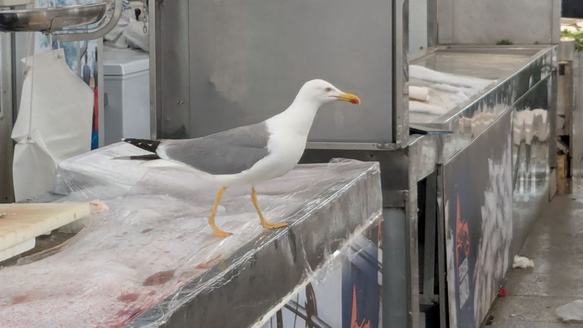 Cádiz