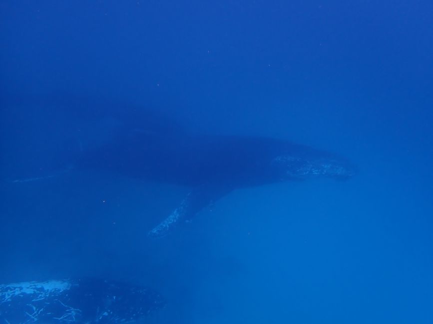 Snorkeling with Humpback Whales / Humpback whale swim