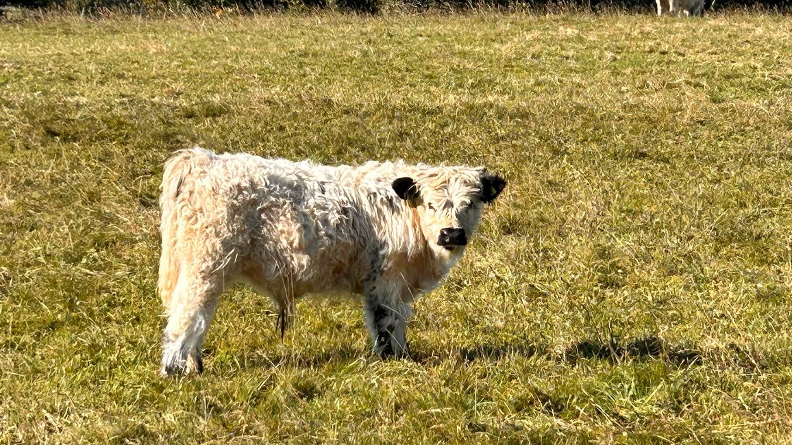 Tierische Begegnungen 3