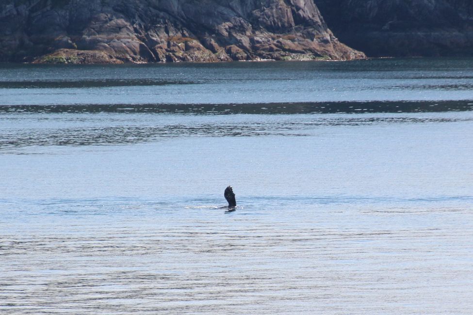 Whale Watching during the ferry ride